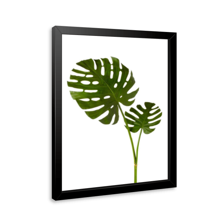 Quadro e poster Monsteras - Quadrorama